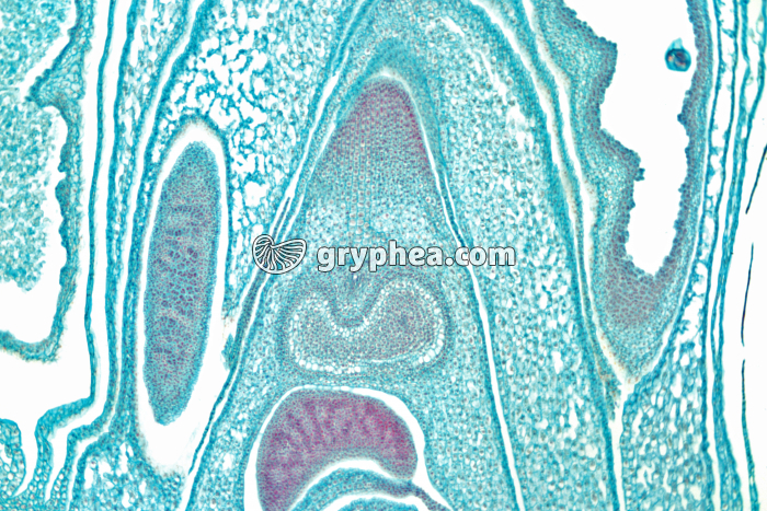 Tige d'Isoetes - Apex et bourgeon apical x15 - gryphea.com
